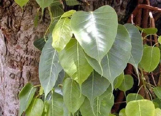 植物百科|菩提树生长在什么地方