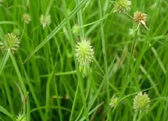 植物排行|石竹科植物有哪些