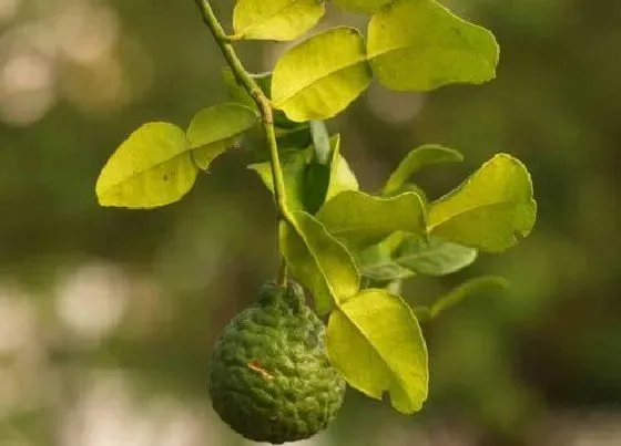 种植管理|佛手树几年结果实 种多久开花结果