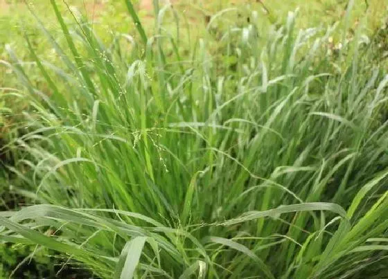 植物香味|柠檬草是什么味道 散发清新香味的味道好闻