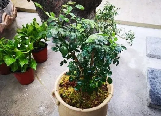 植物修剪|九里香盆景修剪最佳时间