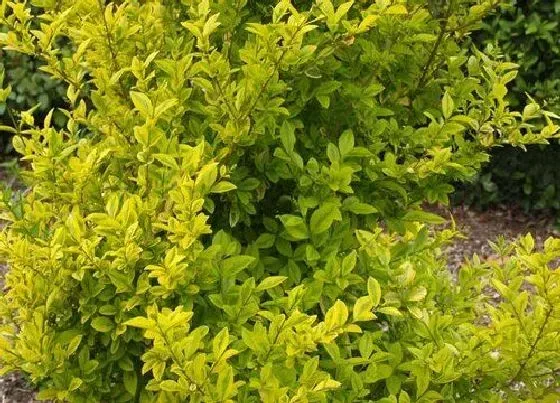 植物种类|小叶女贞是草本植物吗