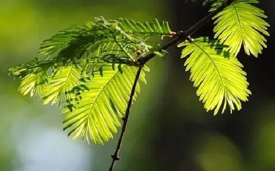 植物繁殖|水杉怎么繁殖 繁殖时间和方法图解