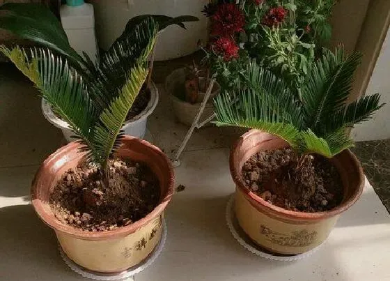 植物种类|铁树是热带植物吗