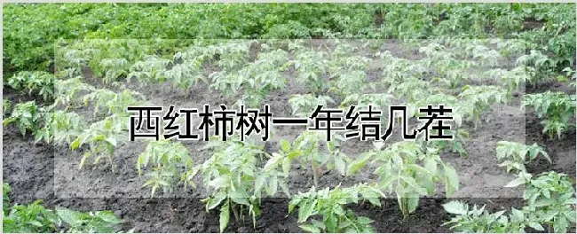 西红柿树一年结几茬 | 种植技术