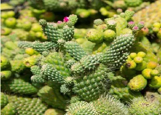 植物种类|仙人掌是树还是草 属于草本植物