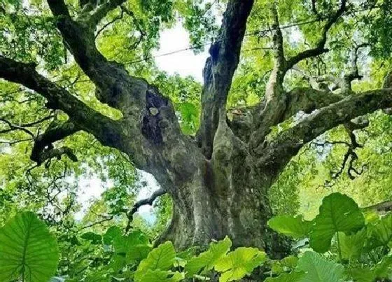 植物百科|株树值钱吗 市场价格