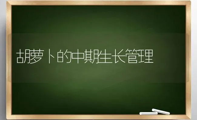 胡萝卜的中期生长管理 | 蔬菜种植