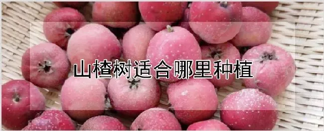 山楂树适合哪里种植 | 自然知识