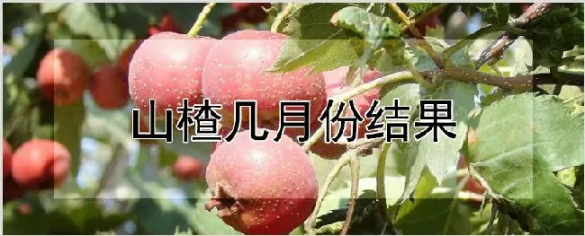 山楂几月份结果 | 自然知识