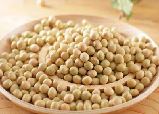 种植管理|黄豆什么时候收割