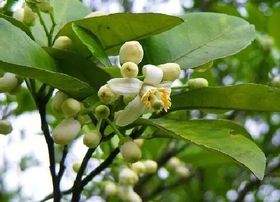 植物百科|柚子树一年能长多高 能生长多少年