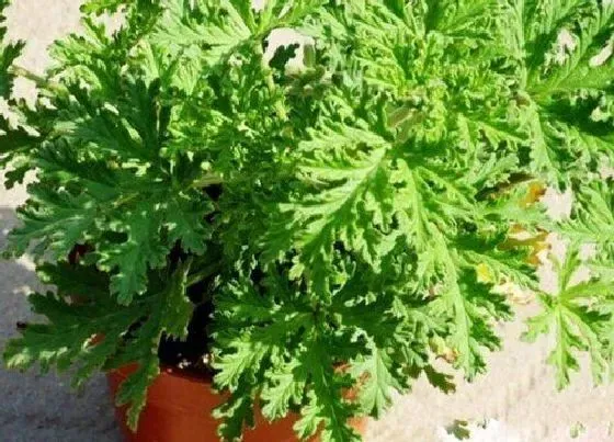 植物施肥|驱蚊草用什么肥料最好
