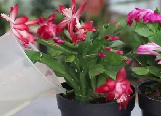 烂根|为什么蟹爪兰的根会烂掉（不要怕掌握这几招预防烂根）