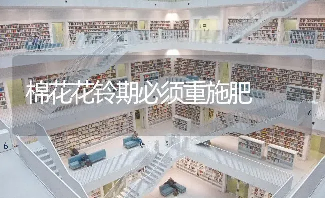 棉花花铃期必须重施肥 | 种植肥料施肥