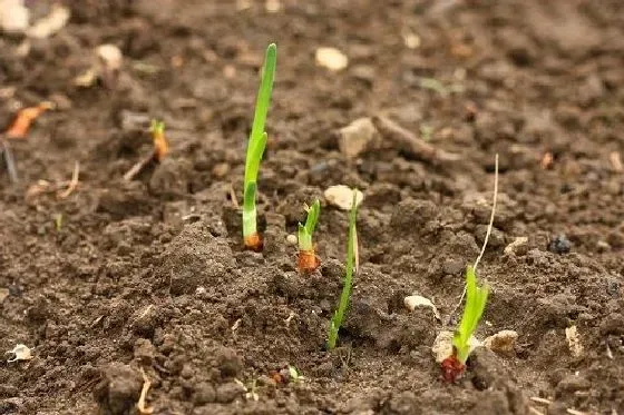 种植百科|洋葱什么时候栽种合适 栽种时间和管理