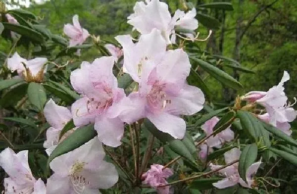 盆景|鹿角杜鹃下山桩怎么养活 栽种成活率高的方法