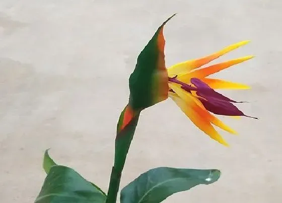 花语|什么花代表吉祥如意