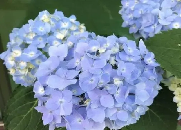 养殖科普|无尽夏绣球花喜阴还是喜阳