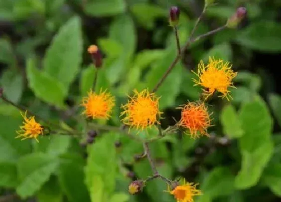 植物百科|明月草开花吗 开花什么样子