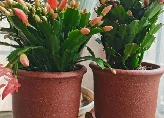 烂根|为什么蟹爪兰的根会烂掉（不要怕掌握这几招预防烂根）