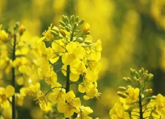 植物百科|油菜花是什么花序类型 属于总状花序