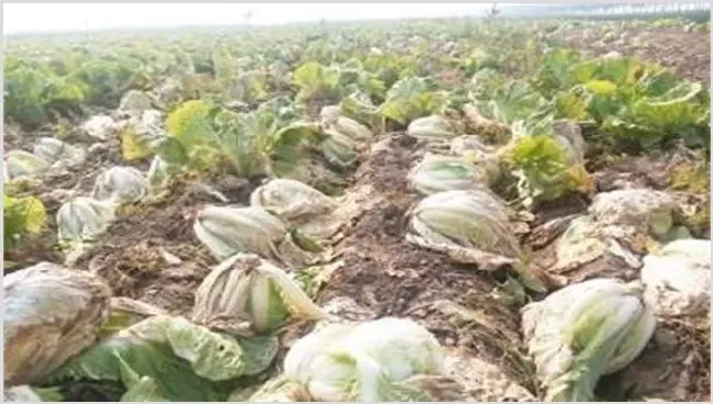 白菜软腐病的发病症状及防治方法 | 种植技术