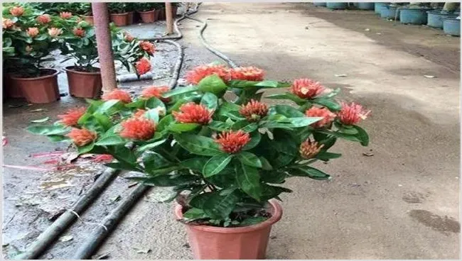 龙船花的繁殖方法有哪些 | 自然知识
