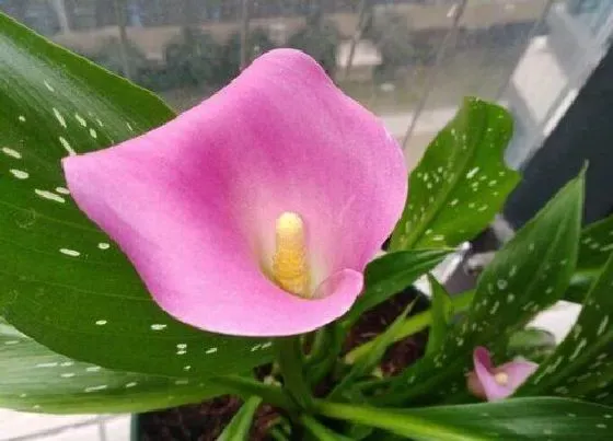 花语|什么花代表吉祥如意