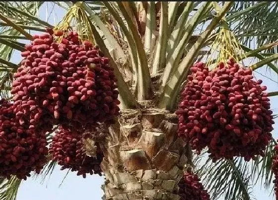 果实成熟|椰枣什么季节成熟上市