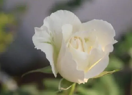 花语|白色玫瑰代表什么花语