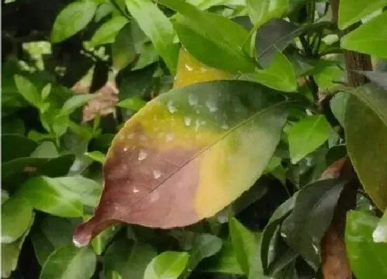 植物虫害|茶叶病虫害防治技术与方法措施