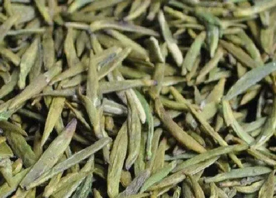 食用常识|黄芽属于什么茶