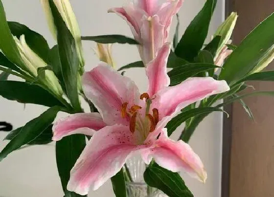 送花|做客送什么花合适