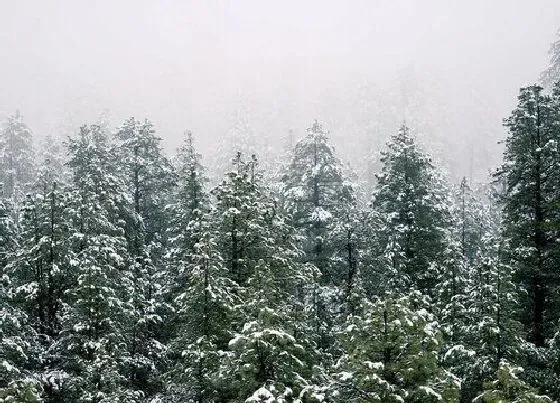 种植管理|雪松生长速度快慢 一年能长多少