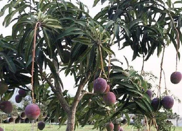 植物生根|芒果树怎样修剪才能高产来年挂果多 芒果剪枝技术要点