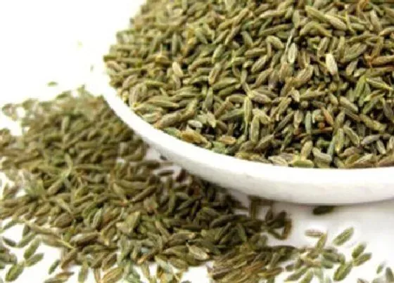 种植管理|孜然的生长周期是多长时间