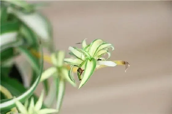 植物百科|吊兰开花吗 花期长的什么样子