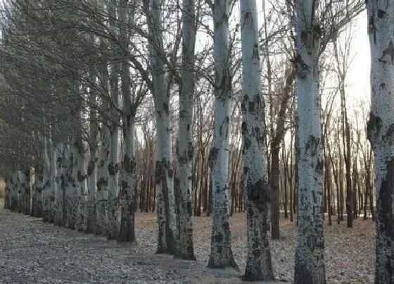 植物百科|白杨树生长在什么地方 生长环境的特征