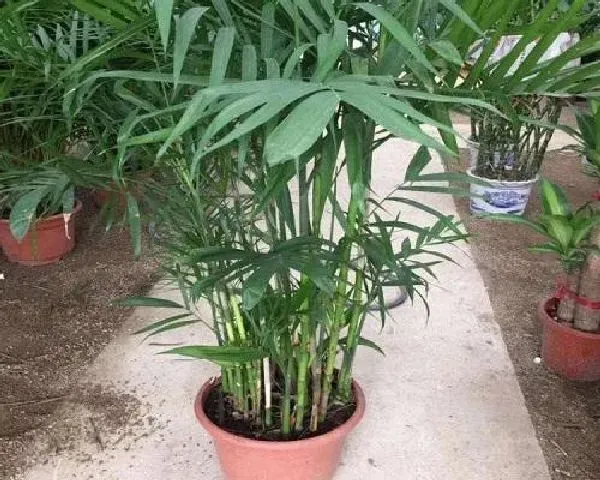 植物浇水|夏威夷竹浇水时间和正确方法