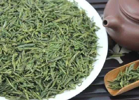 植物排行|最好的绿茶品种排名  哪个品种最好