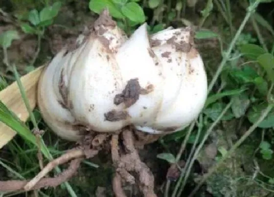 食用须知|百合花种子可以吃吗