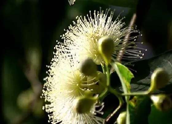 花朵诊疗|莲雾催花时间和方法