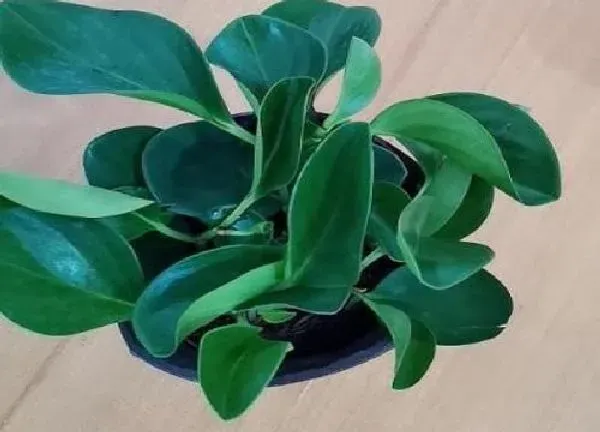 植物浇水|碧玉浇水的正确方法