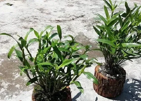 植物毒性|铁皮石斛有毒吗 可以放在室内养吗