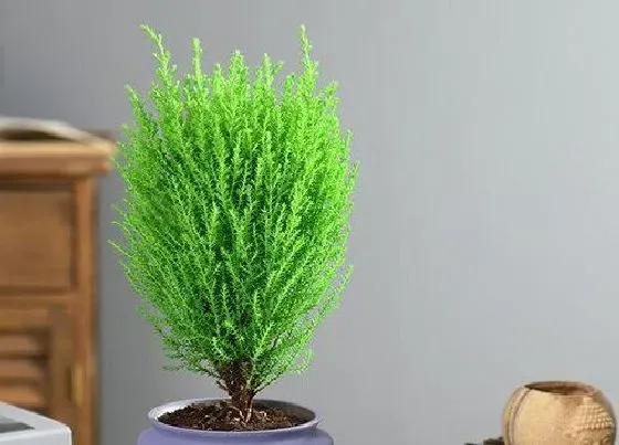 植物种类|松树和松柏树是一种树吗