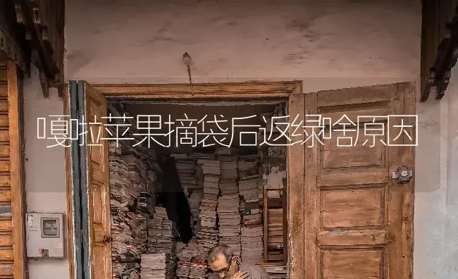 嘎啦苹果摘袋后返绿啥原因 | 瓜果种植