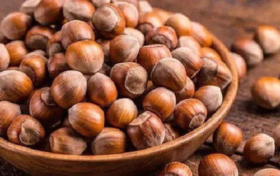 果实科普|榛子几月开花结果 什么时候开花结果