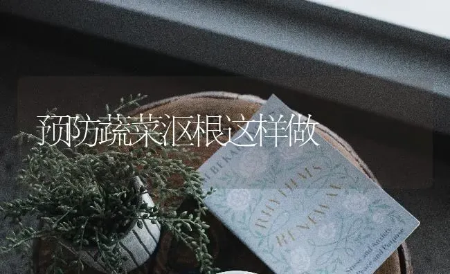 预防蔬菜沤根这样做 | 蔬菜种植