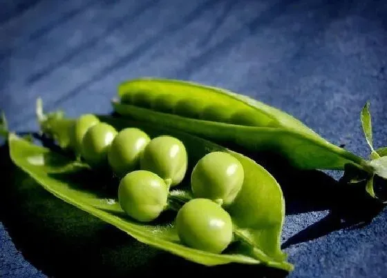 果实保存|青豆的保存方法